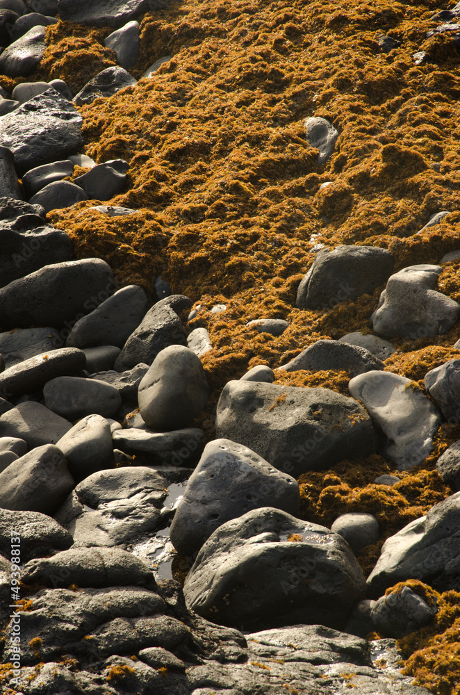 Rocks and brown algae Gongolaria abies-marina left by the sea. Montana Clara. Integral Natural Reserve of Los Islotes. Canary Islands. Spain.