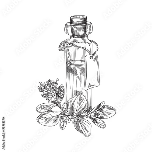 Essential oil bottle with marjoram herb engraving vector illustration isolated.