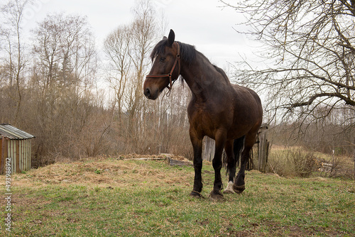 Adult brown horse walking on a field near barns in a ranch