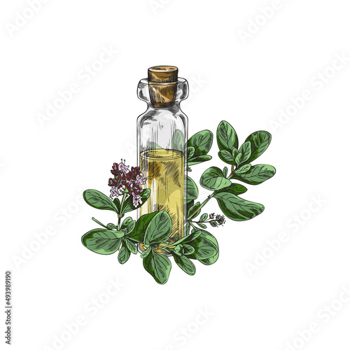 Marjoram or oregano aroma oil bottle with leaves vector illustration isolated.