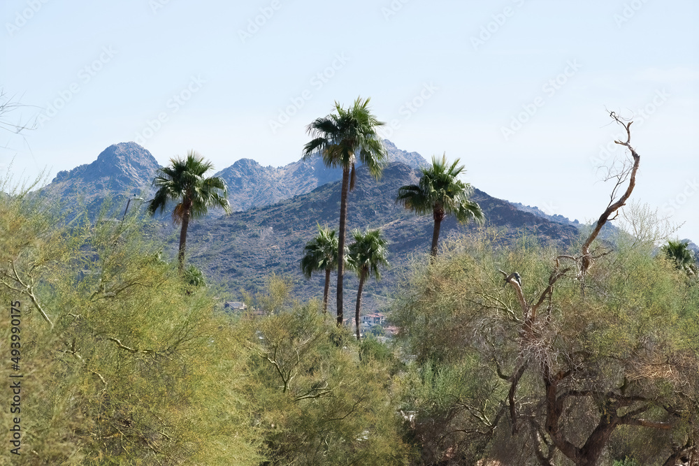 Desert mountain with palm trees Desert mountain with palm trees