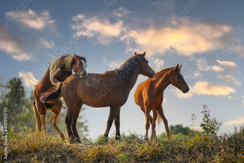 Herd of wild horses is breeding in a hill meadow.