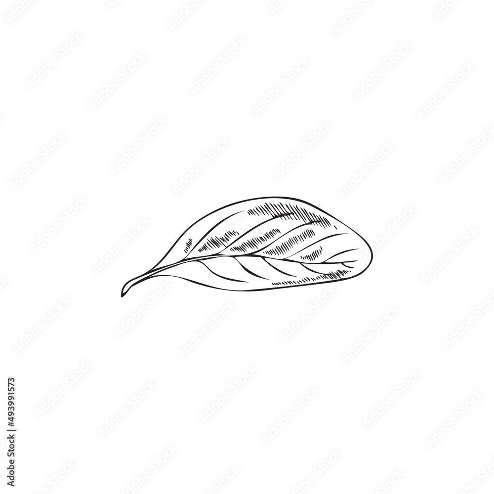 Marjoram or basil leaf, fresh food seasoning - sketch vector illustration isolated on white background. Marjoram or basil leaf, fresh food seasoning - sketch vector illustration isolated on white background.