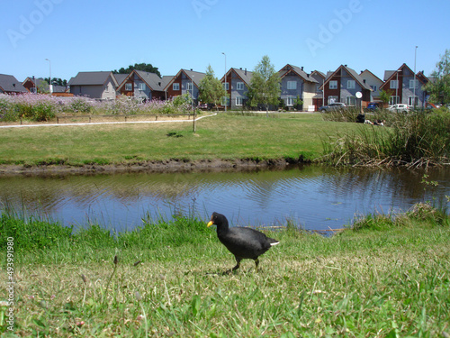 bird in the river photo