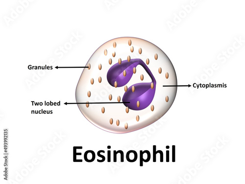 Eosinophil structure photo