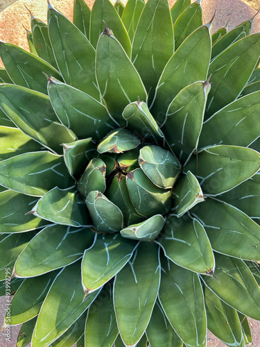 Fotografie, Obraz Vertical closeup shot of a queen victoria agave (Agave victoriae-reginae) succul