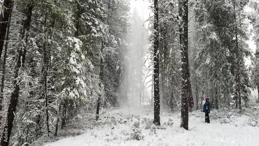 Snow falling from trees in a forest in winter Snow falling from trees in a forest in winter