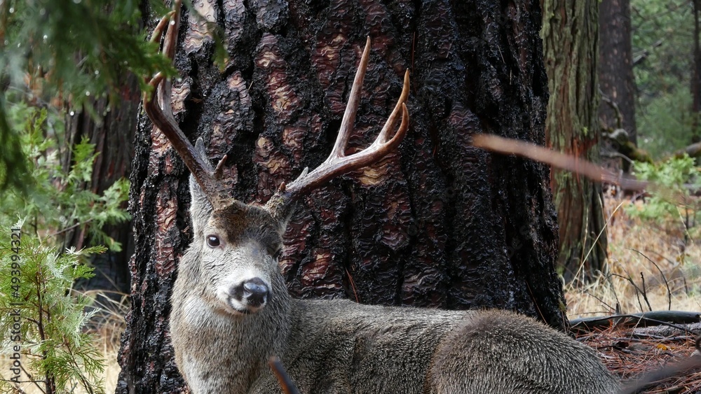 WILD ALTERNATIVE ANTLER WILD ALTERNATIVE ANTLER