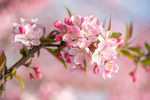 Peach tree flowers against blue sky close-up view in Chengdu, Sichuan province, China © LP2Studio