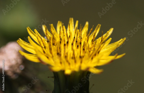 Fényképezés Prickly sow-thistle ( Sonchus asper ) blossom close-up with yellow disk and ray