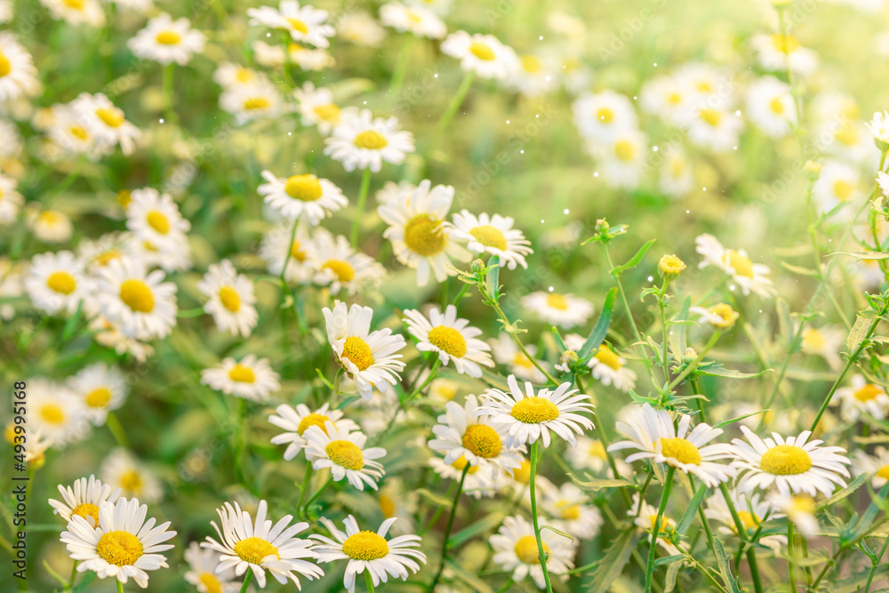 Colorful natural meadow medical daisies flowers. Panoramic landscape in sunny day. Beautiful nature chamomile field. Blooming summer meadow of light outdoors sun. Selective focus. High quality photo