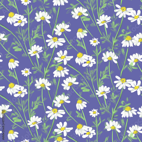 Seamless pattern with wild flowers field daisies