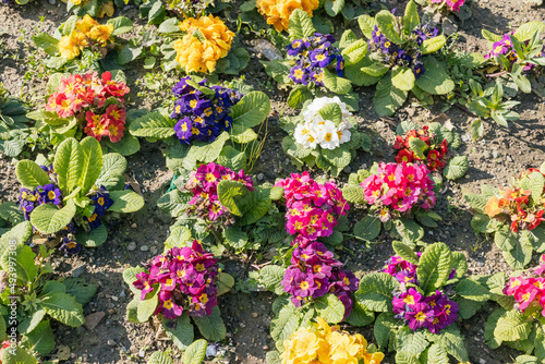 Fototapeta Naklejka Na Ścianę i Meble -  multi-colored flower bushes are planted in the park. We decorate land