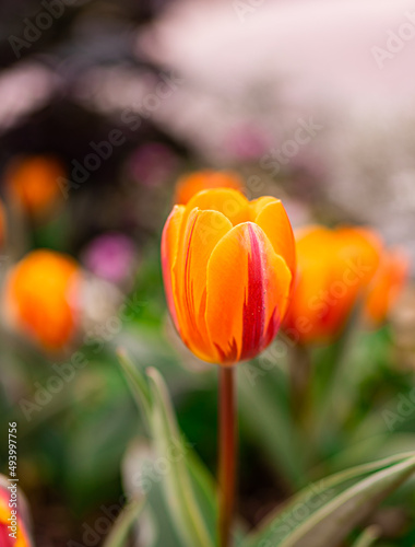 Tulip Flowers in a famous Bellingrath Garden photo