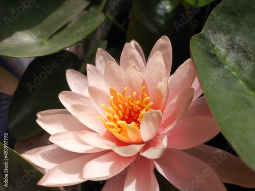 Pink-orange lotus blossoms bloom in the morning sun  focusing on pollen.