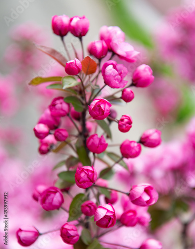 pink flower buds of blooming sakura tree in spring