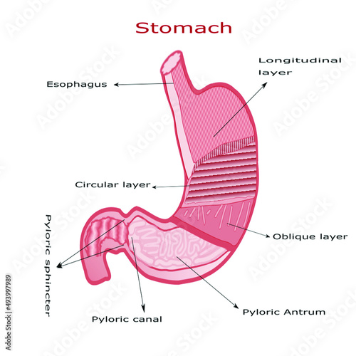 Human Stomach Anatomy. Stomach layers