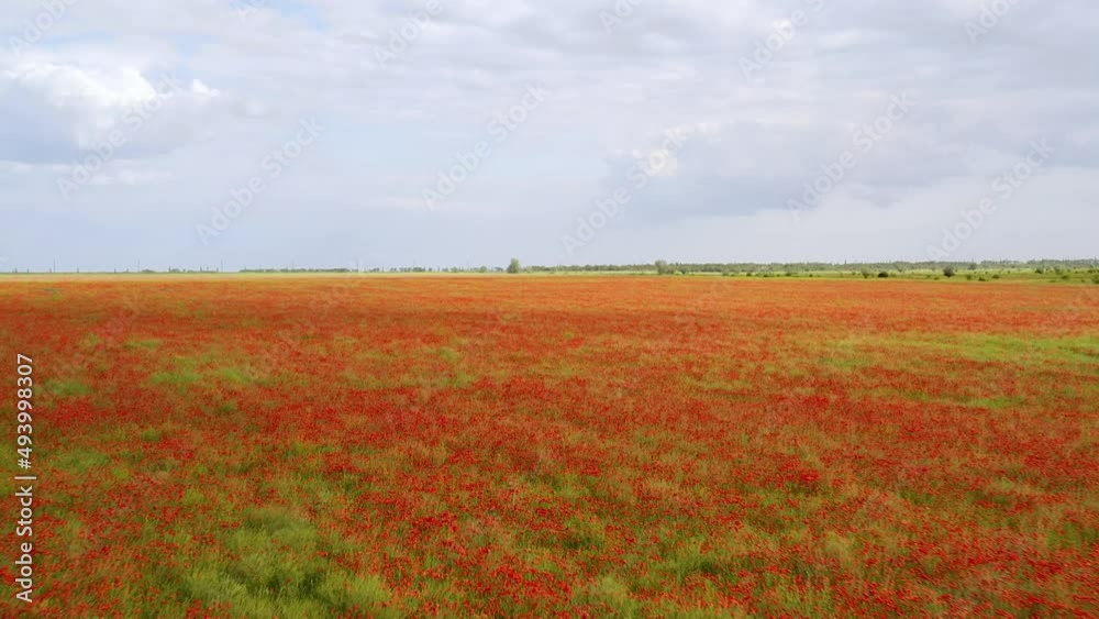 Flying over a field of red poppies. Beautiful flowers and spring natural composition. Flying over a field of red poppies. Beautiful flowers and spring natural composition.
