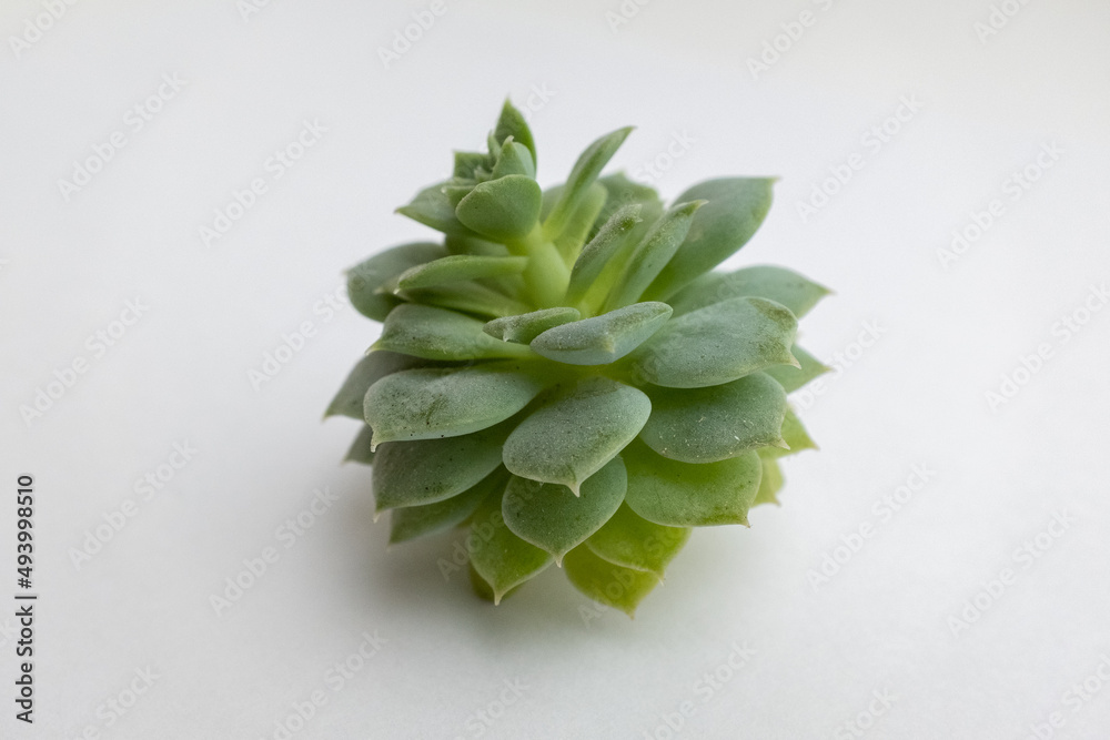 Green succulent rosette on light gray background, close-up. Side view on echeveria plant with thick funny leaves for publication, poster, calendar, wallpaper, website, space for your design or text Green succulent rosette on light gray background, close-up. Side view on echeveria plant with thick funny leaves for publication, poster, calendar, wallpaper, website, space for your design or text