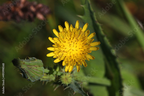 Prickly sow-thistle ( Sonchus asper ) plant with a yellow blossom and a bud photo