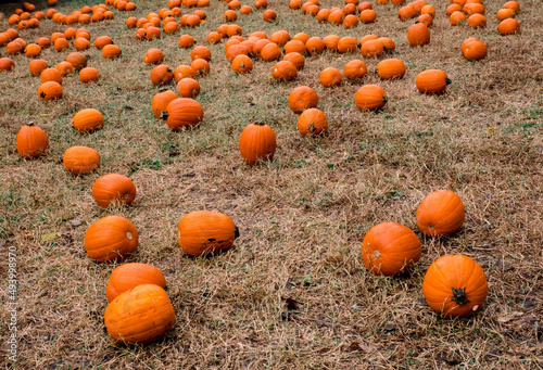 Pumpkin patch at Waldens Pumpkin Farm, Smyrna, Tennessee. photo
