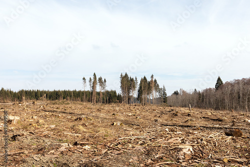 Gerodete Fläche mit einem Restwald im Hintergrund