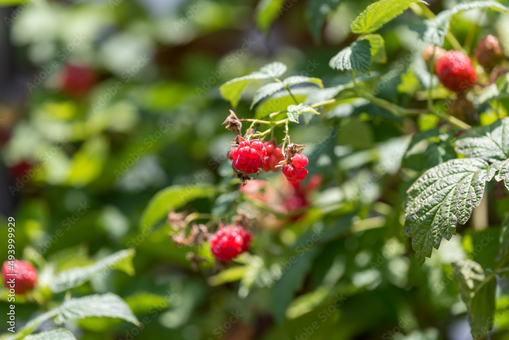 Red raspberry fruits, on the tree
