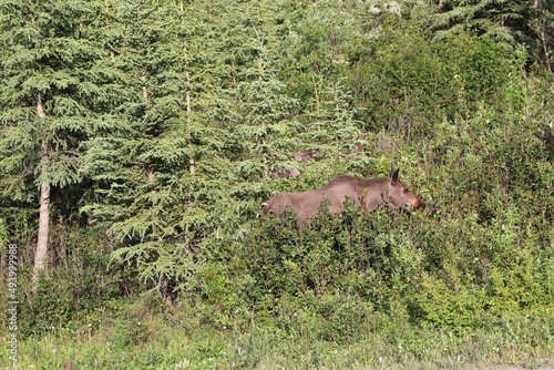 Moose in the grass