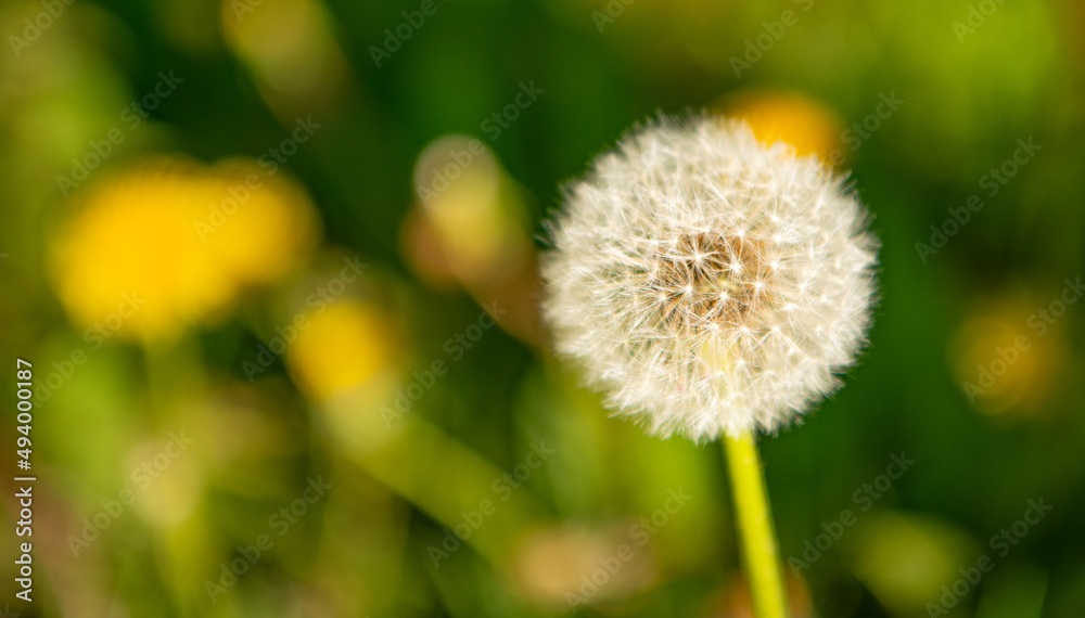 dandelion blowball flower on natural background. copy space. nature beauty. selective focus dandelion blowball flower on natural background. copy space. nature beauty. selective focus