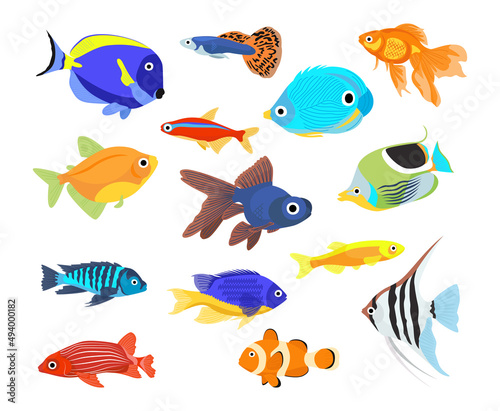 Set of freshwater aquarium cartoon fish. Varieties of decorative popular colored fish. Aquarium. Vector flat illustration isolated on white background.