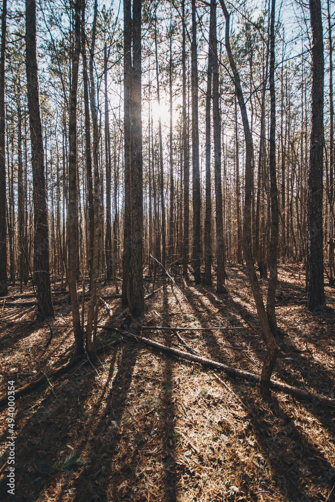 Fototapeta premium Forest Sunset