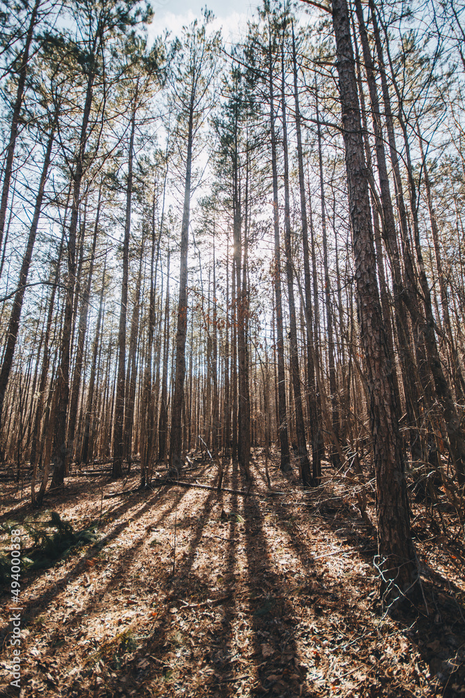 Obraz premium Forest Sunset