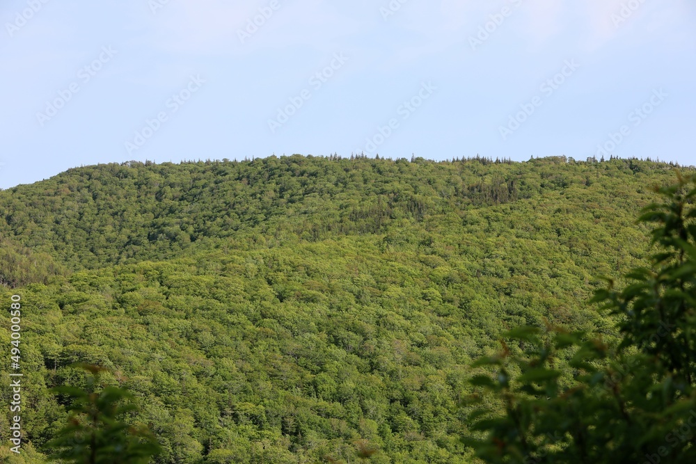 landscape with trees