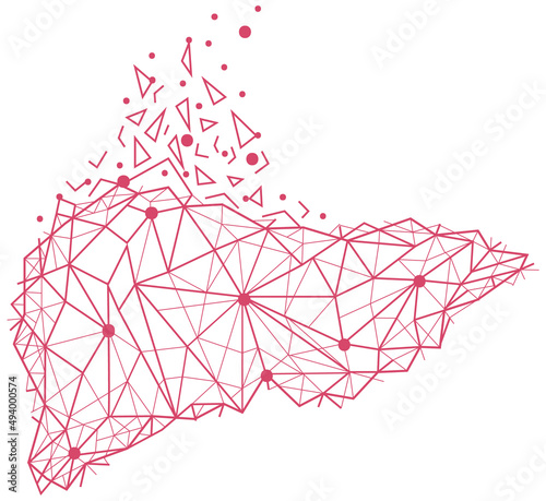 Polygonal human liver made of red lines and dots. Medical research of internal organs  innovative approach concept. Organ of human digestive system. Modern depiction of external secretion gland  liver