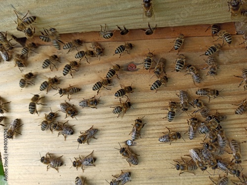 This is a bee-yard for adult worker-bee.