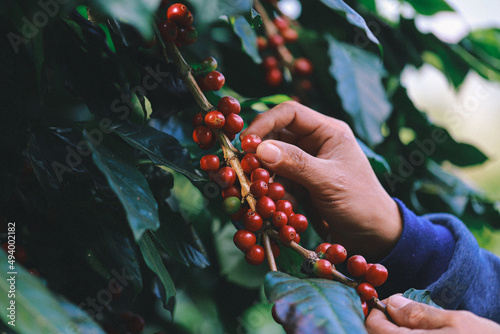 hand plantation coffee red berries  in farm harvesting Robusta and arabica  coffee berries by agriculturist hands,Worker Harvest arabica coffee berries on its branch, harvest concept.