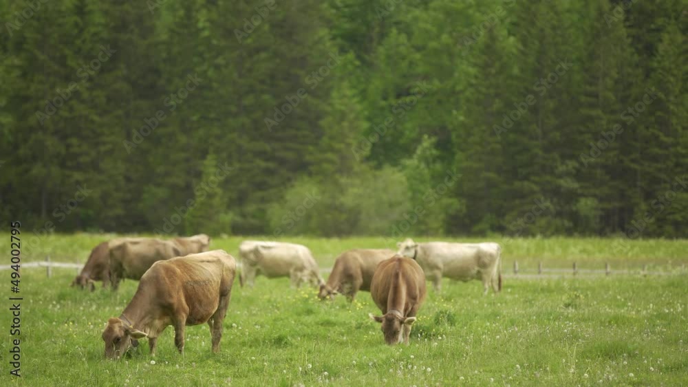 Dairy Brown Swiss herd of cattle grazing in green meadow with pine tree forest in background at daytime, Switzerland Dairy Brown Swiss herd of cattle grazing in green meadow with pine tree forest in background at daytime, Switzerland