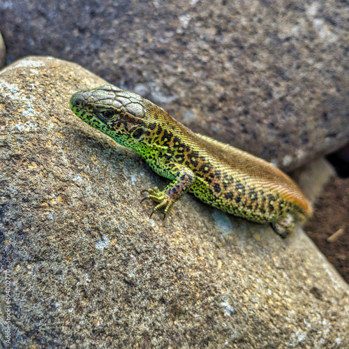 Closeup of a sand lizard (Lacerta agilis) on a rock photo