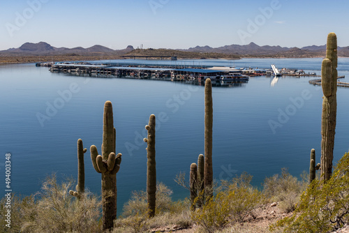 Фотография Multiple saguaro cactus at Lake Pleasant marina in Arizona