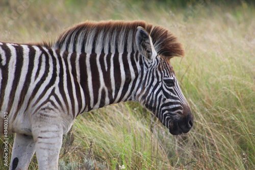 Juvenile zebra in the wild