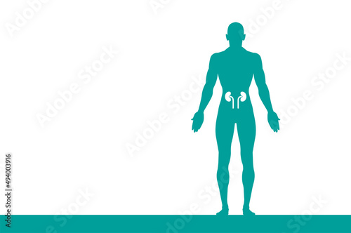 sagoma, organi corpo umano, medicina