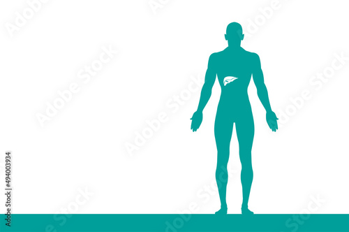 sagoma, organi corpo umano, medicina