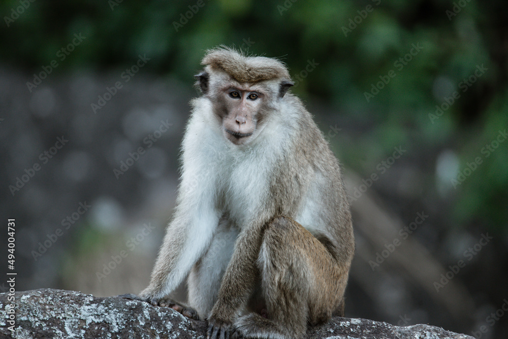 Close up of young macaque sitting on the stone and looking at camera on the blurred nature backgroung