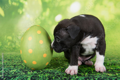 Black and white American Staffordshire Terrier puppy with Easter egg