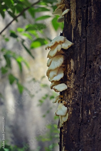 Common Tree Fungus