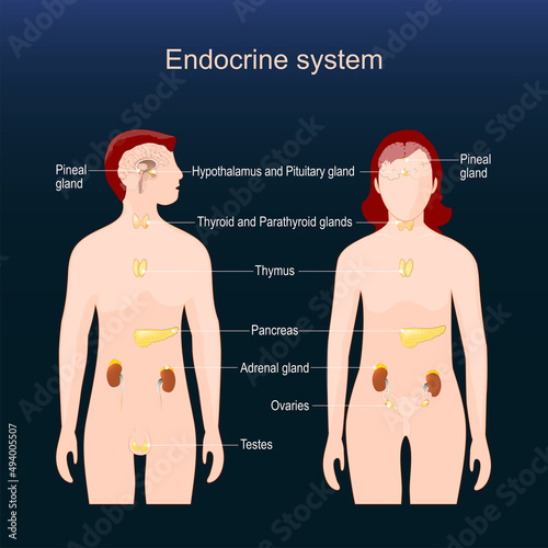 Glands of the human endocrine system