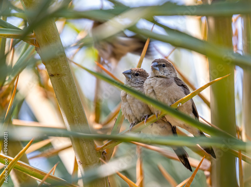 Selective focus of the two Indian silverbill birds perching on a plant photo