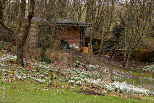 A wave of wild snowdrops flowering on the moorland smallholding in North Yorkshire