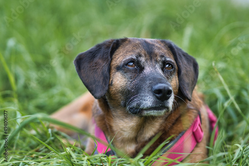 a small brown dog lies in the grass