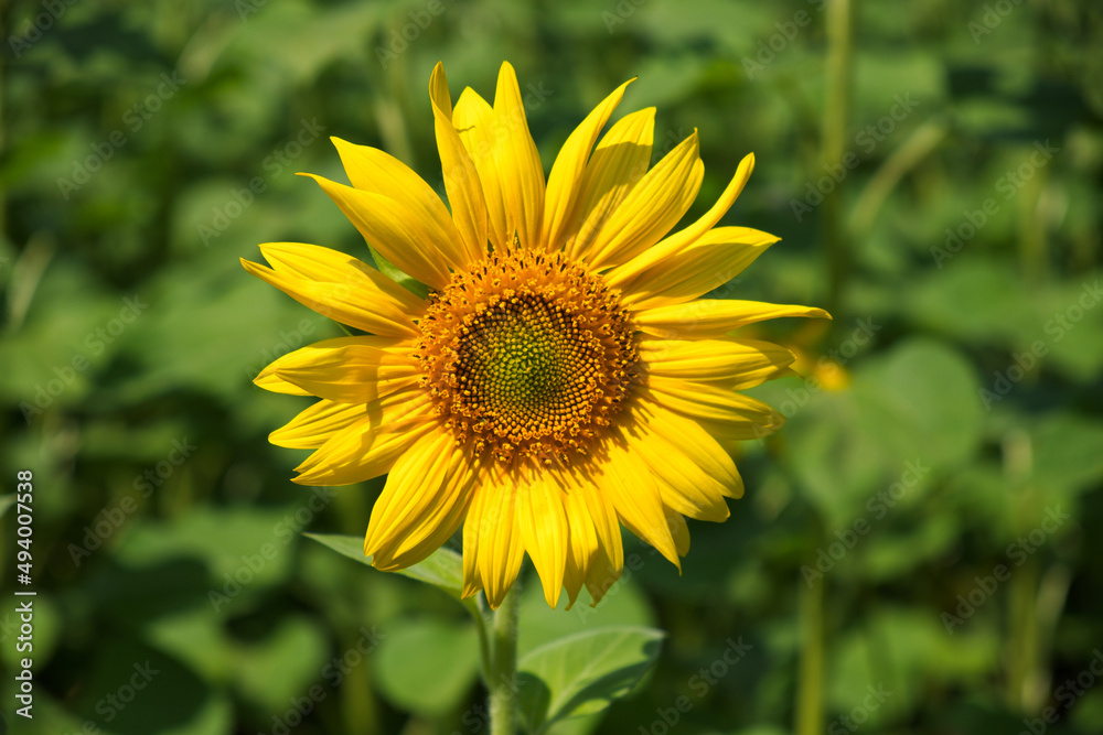 Large sunflower flower, close-up shot. Yellow flower. Large sunflower flower, close-up shot. Yellow flower.